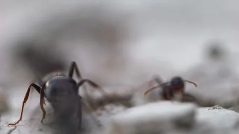 Slow motion macro footage shows ants forming a line while collecting food o.. Stock Footage 320076721