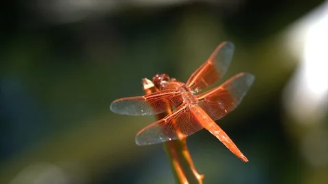 Slow motion macro golden winged skimmer red dragonfly on plant Stock Footage 111884860