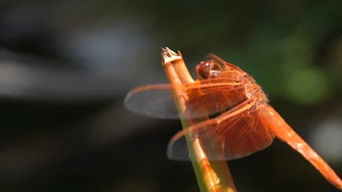 Slow motion macro golden winged skimmer red dragonfly flies off plant Stock Footage 111884998