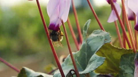 Slow motion macro of a honey bee drinking nectar from a Cyclamen flower Stock Footage 127585426