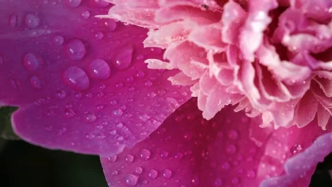 Slow motion. Macro of a lush blooming flower on a Sunny day Stock Footage 92034257