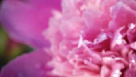 Slow motion. Macro of a lush blooming flower on a Sunny day Stock Footage 92034279