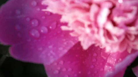 Slow motion. Macro of a lush blooming flower on a Sunny day Stock Footage 92034284