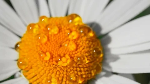 Slow motion. Macro of a lush blooming flower on a Sunny day Stock Footage 92034299