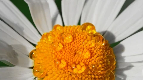 Slow motion. Macro of a lush blooming flower on a Sunny day Stock Footage 92034318