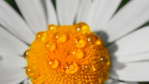 Slow motion. Macro of a lush blooming flower on a Sunny day Stock Footage 92034323