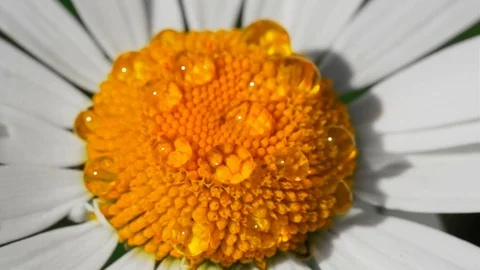 Slow motion. Macro of a lush blooming flower on a Sunny day Stock Footage 92034350