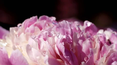 Slow motion. Macro of a lush blooming flower on a Sunny day Stock Footage 92034358