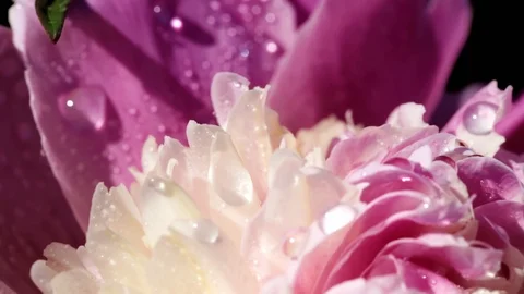 Slow motion. Macro of a lush blooming flower on a Sunny day 動画素材 92034361