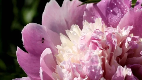 Slow motion. Macro of a lush blooming flower on a Sunny day Stock Footage 92034369