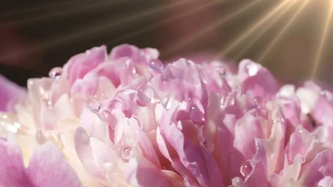 Slow motion. Macro of a lush blooming flower on a Sunny day Stockbeeldmateriaal 92313530