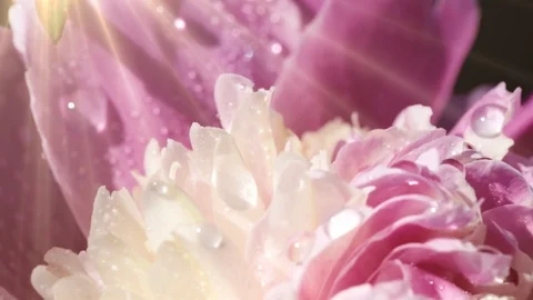 Slow motion. Macro of a lush blooming flower on a Sunny day Stock Footage 92313537