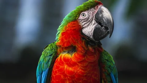 Slow Motion: Macro Of Macaw Parrot With The Beautiful Colors Of The Feathers. Stock Footage 294665493