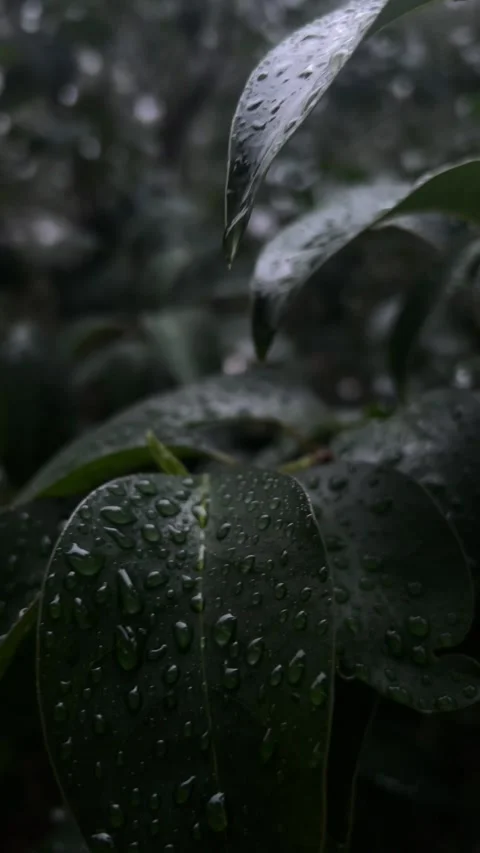 Slow motion macro raindrops on green leaves cinematic nature Stock Footage 331672918
