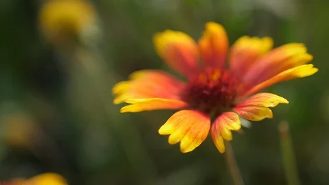 Slow motion macro red-yellow flower from top view. Video stock 104812403