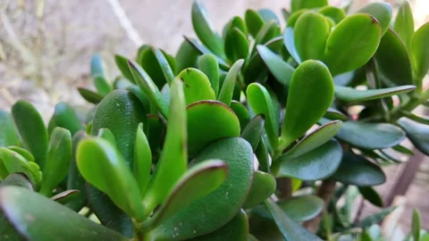 Slow Motion Macro Rotation of a Green Succulent Plant Vídeo Stock 328846062
