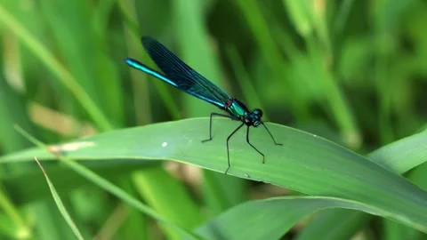 Slow Motion Macro Shot of Banded Demoiselle (Calopteryx splendens), UK Stock Footage 343755997