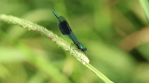Slow Motion Macro Shot of Banded Demoiselle (Calopteryx splendens), UK Stock Footage 343756346