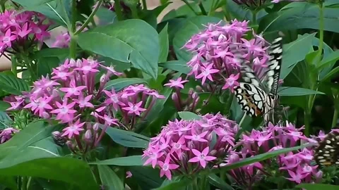 Slow Motion Macro Shot of Beautiful Swallowtail Butterfly Flapping Wings. Stock Footage 341137958