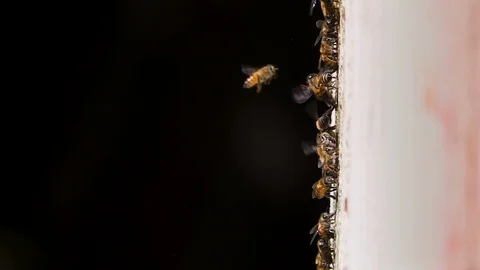 Slow motion macro shot of bees landing on vertical wall against black BG Stock Footage 87574361