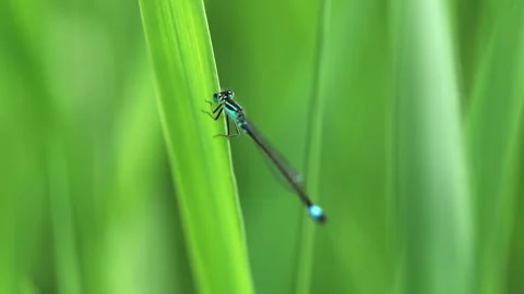 Slow Motion Macro Shot of Blue Tailed Damselfly (Ischnura elegans), UK Stock Footage 343755344