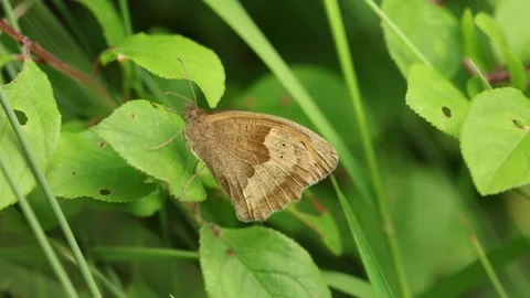 Slow Motion Macro Shot of Brown Butterfly on a leaf, UK Stock Footage 343756139