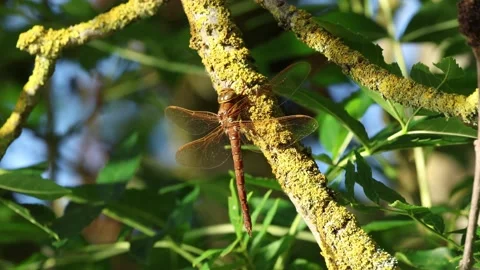 Slow Motion Macro Shot of Brown Hawker Dragonfly (Aeshna grandis), UK Stock Footage 343756721