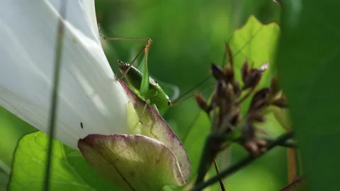 Slow Motion Macro Shot of Bush Cricket, UK Stock Footage 343755957