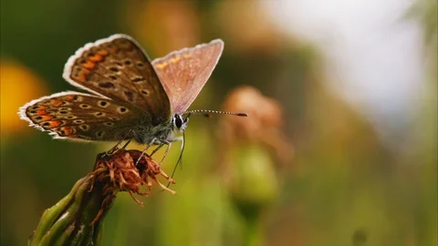 Slow Motion Macro shot Butterfly sits on a dandelion and licks nectar Stock Footage 120203598