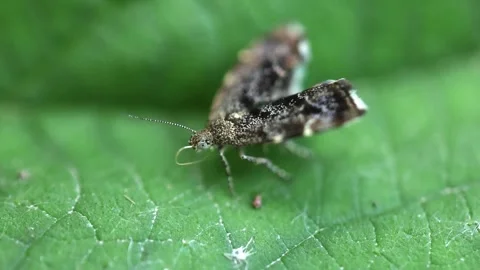 Slow Motion Macro Shot of a Common Nettle Tap Moth, UK Stock-Footage 343623091