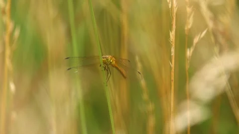 Slow Motion Macro Shot of Common Darter Dragonfly (Sympetrum striolatum), UK Stock Footage 343756327