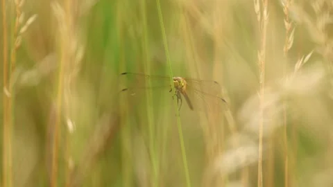 Slow Motion Macro Shot of Common Darter Dragonfly (Sympetrum striolatum), UK Stock Footage 343756339