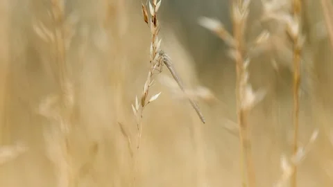 Slow Motion Macro Shot of Damselfly in a Grass Meadow, UK Stock Footage 343756257
