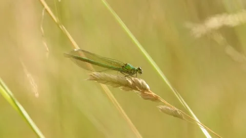 Slow Motion Macro Shot of Damselfly in a Grass Meadow, UK Stock Footage 343756326