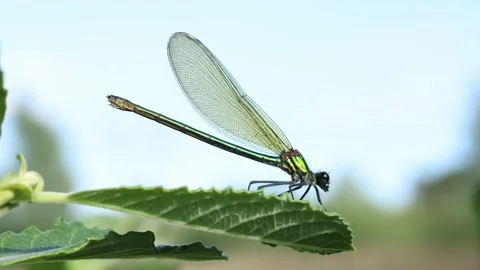 Slow Motion Macro Shot of Female Banded Demoiselle, UK Stock Footage 343755890