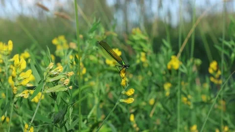 Slow Motion Macro shot of Female Banded Demoiselle (Calopteryx splendens), UK 스톡 동영상 343755978