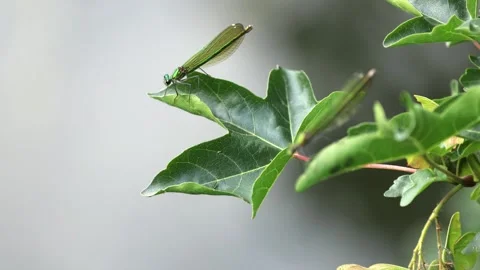 Slow Motion Macro Shot of Female Banded Demoiselle, UK Stock Footage 343756423