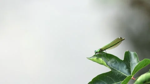 Slow Motion Macro Shot of Female Banded Demoiselle, UK Stock Footage 343756474