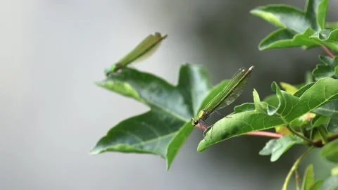 Slow Motion Macro Shot of Female Banded Demoiselle, UK Stock Footage 343756500