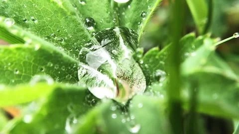 Slow-motion macro shot of a focused dew drop resting in a green meadow leaf Video stock 248357101