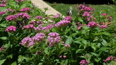 Slow Motion Macro Shot of Four Butterflies Flapping Wings on Pink Flowers. 動画素材 341136391