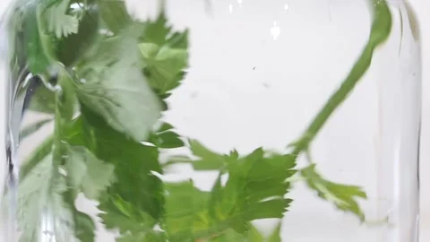 Slow motion macro shot of fresh organic celery branch and leaves turning in Stock Footage 143570285