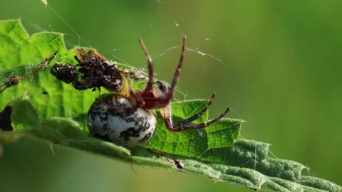 Slow Motion Macro Shot of Furrow Orb Weaver Spider (Larinioides Cornutus) Stock Footage 343755924