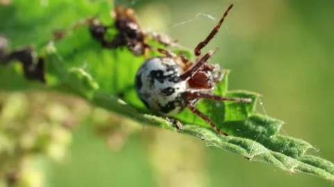 Slow Motion Macro Shot of Furrow Orb Weaver Spider (Larinioides Cornutus) Stock Footage 343755958