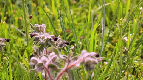 Slow Motion Macro Shot of Insects Hovering Near Hairy Wildflowers Stock Footage 308382511