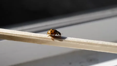 Slow motion macro shot of a ladybug walking on a wooden chopstick Stock Footage 328230135