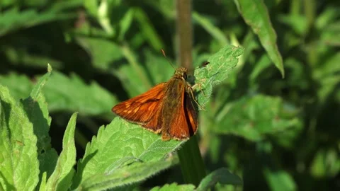 Slow Motion Macro Shot of Large Skipper Butterfly, UK 스톡 동영상 343756017