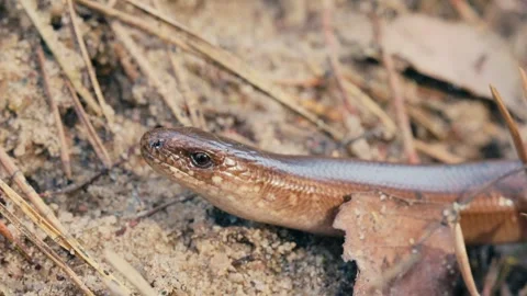 Slow Motion Macro Shot of a Legless Lizard Crawling and Flicking Its Tongue Stock Footage 316301661