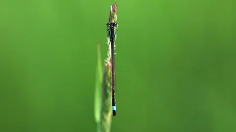 Slow Motion Macro Shot of Mayfly in Foxearth Meadows, UK Stock Footage 343755578
