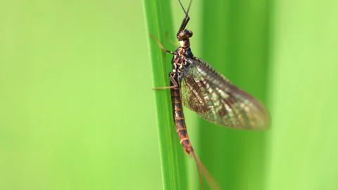 Slow Motion Macro Shot of Mayfly in Foxearth Meadows, UK Stock Footage 343755654